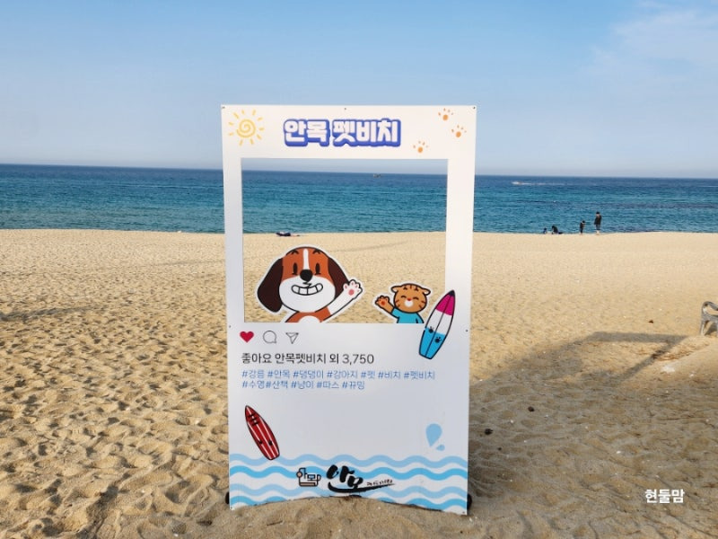 강릉 안목해변에서 강아지와 바다를 즐기는 여행 모습
