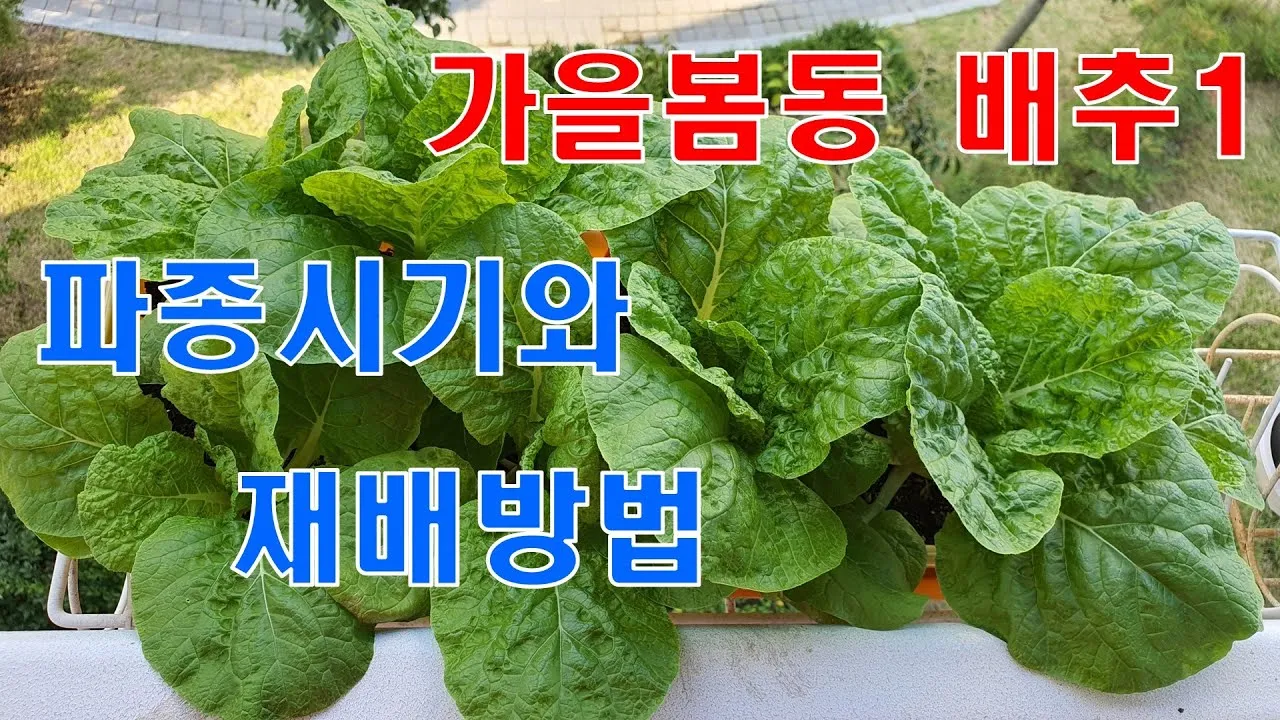 봄동 재배 파종시기 노지 월동 보온 피복 웃거름 타이밍_7