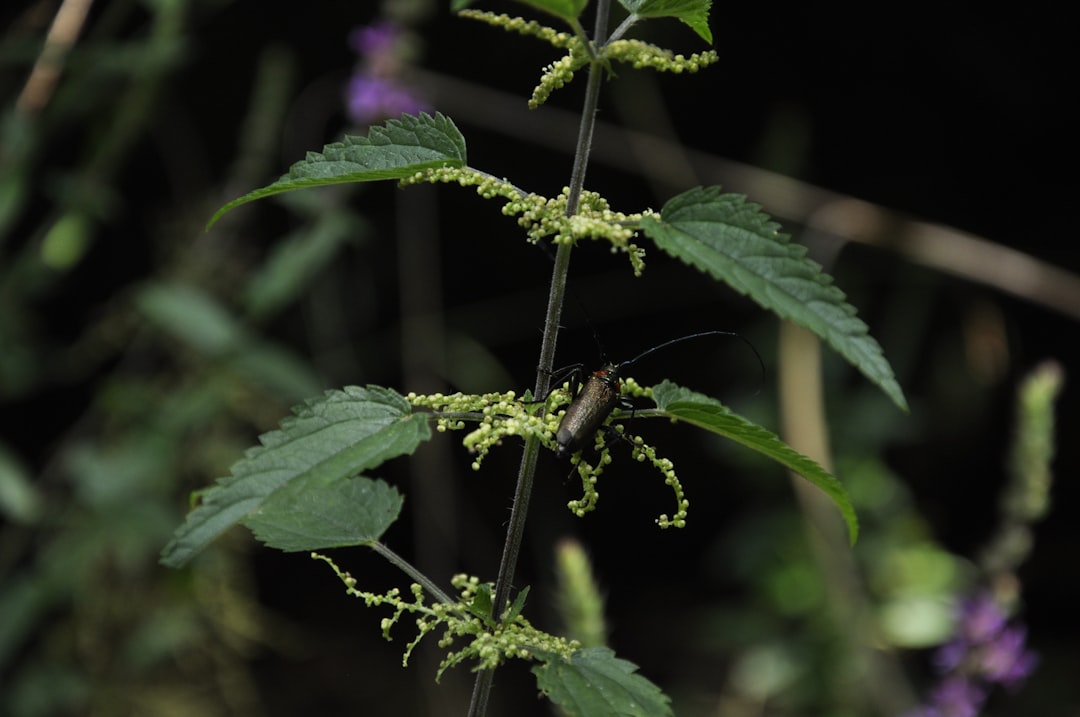 Nettle