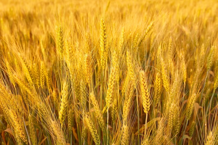 카무트 효소 효능 부작용