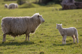양띠 2025년 운세
