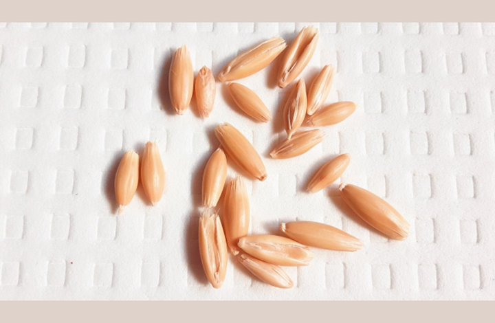 귀리-확대-모습