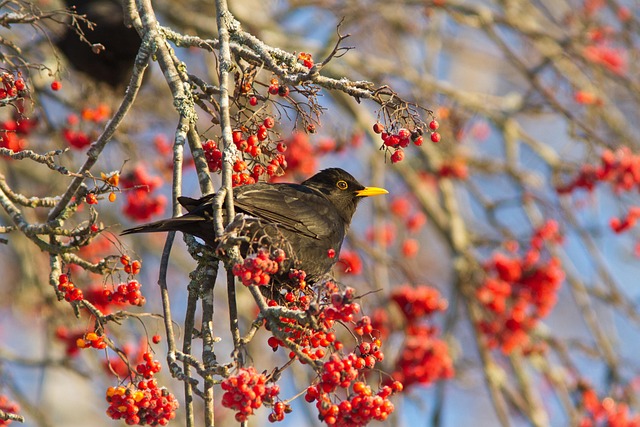 마가목나무와 새