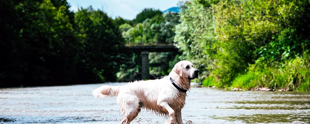 새끼 강아지 목욕 5