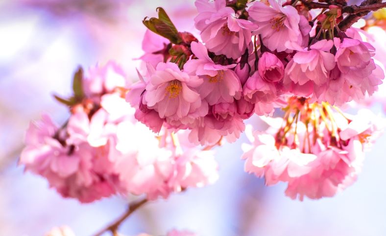 일본 벚꽃 여행 필수 준비물 (여행자보험, 환전, 교통패스 정리)