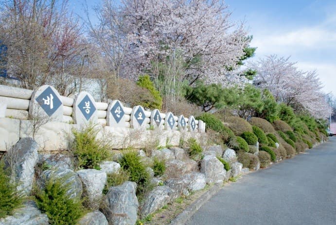 봄 캠핑의 매력! 벚꽃과 함께하는 힐링 캠핑장