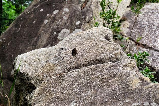 바위에 앉아 있는 검은 나비 1,