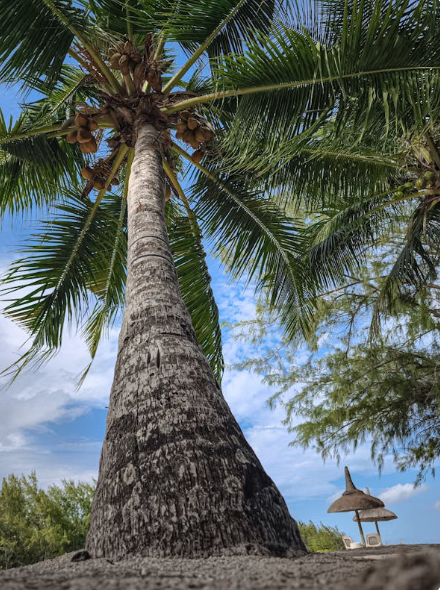 모리셔스와 몰디브 차이점