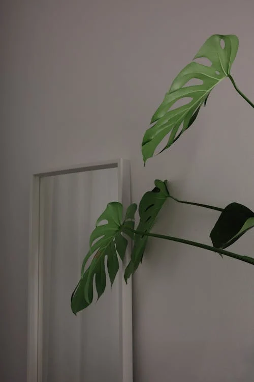 자연을 닮은 인테리어 – 친환경 식물로 꾸미는 집 꾸미기 아이디어