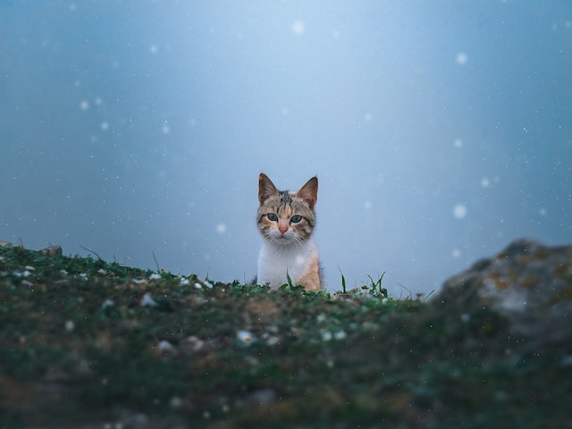 고양이