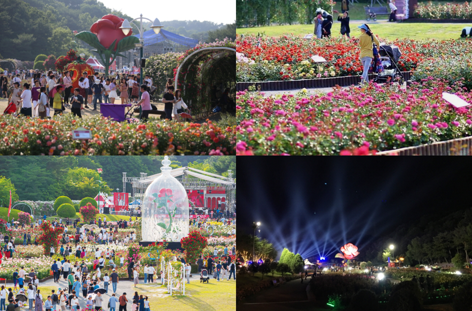 울산대공원 장미축제