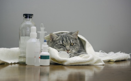 누워있는 고양이.