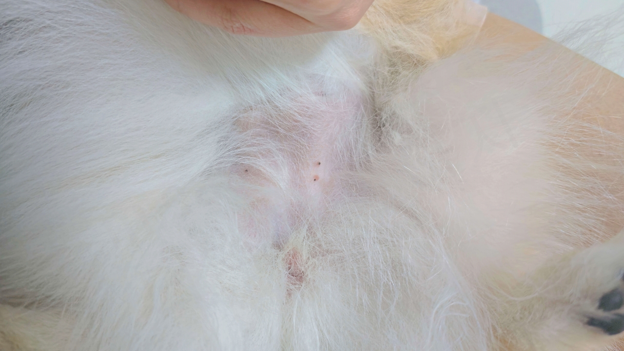 강아지 배에 진드기 물린 후 뾰루지