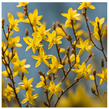 봄꽃 개화시기 2024 지역별 봄꽃축제