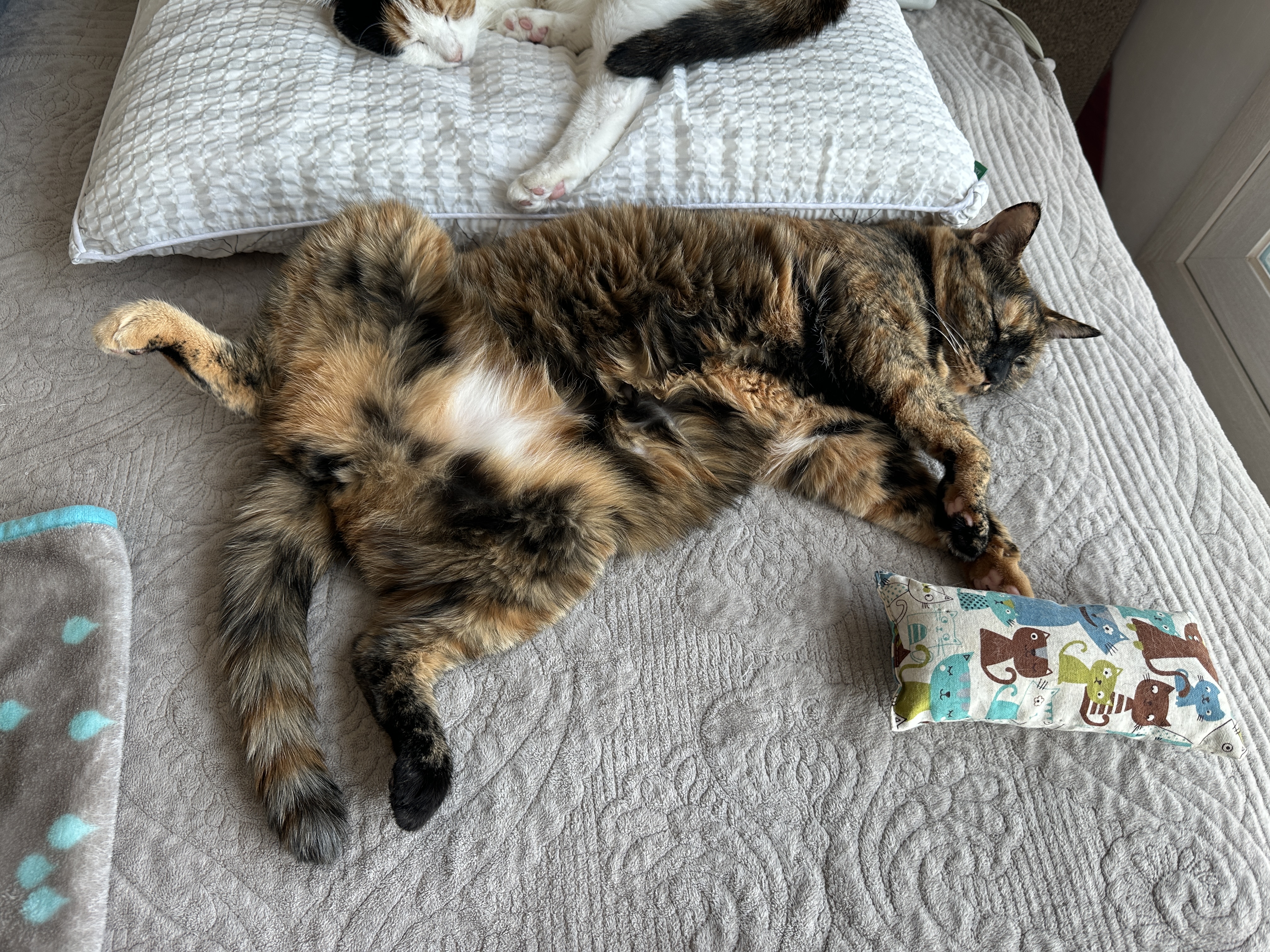 침대 위에서 찜질하는 카오스 사랑이 (feat. 자동차 엔진룸 노크, 시동 건 후 바로 출발하지 않기)