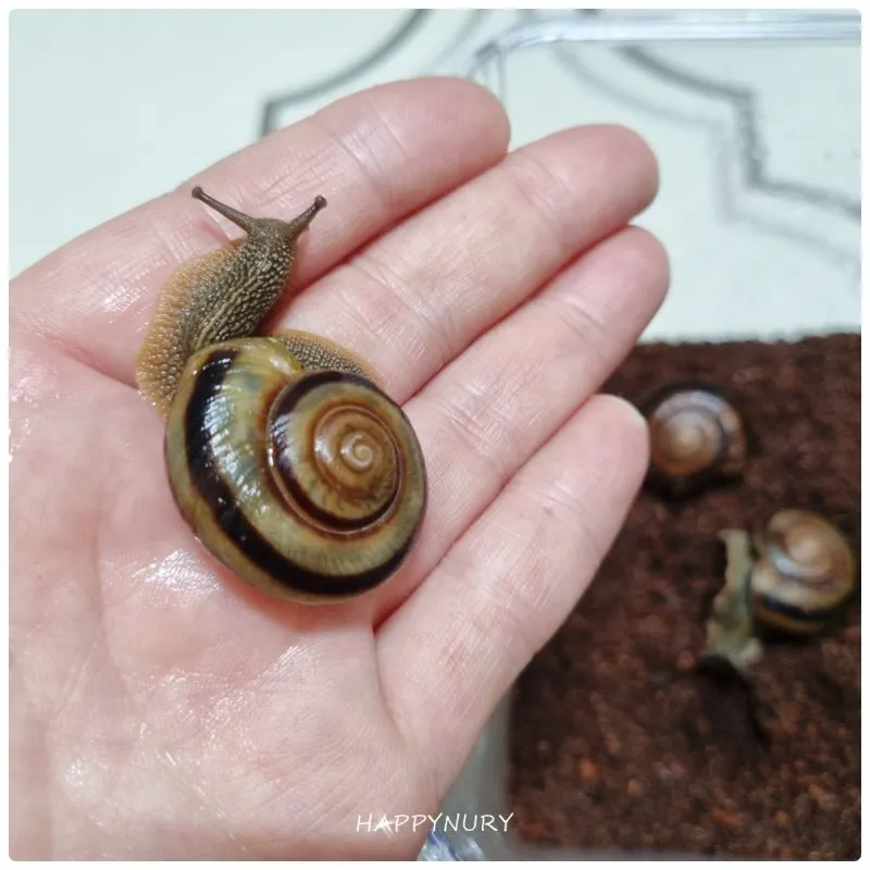 동양달팽이 가격 키우기 분양 수명 먹이 성격 종류_6