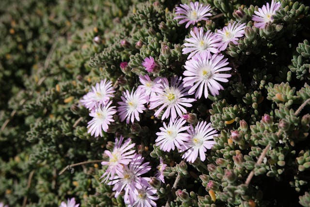 호주 제럴턴 남쪽 야생화