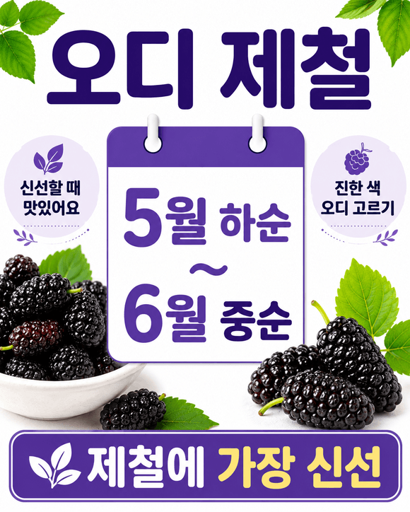 오디 효능