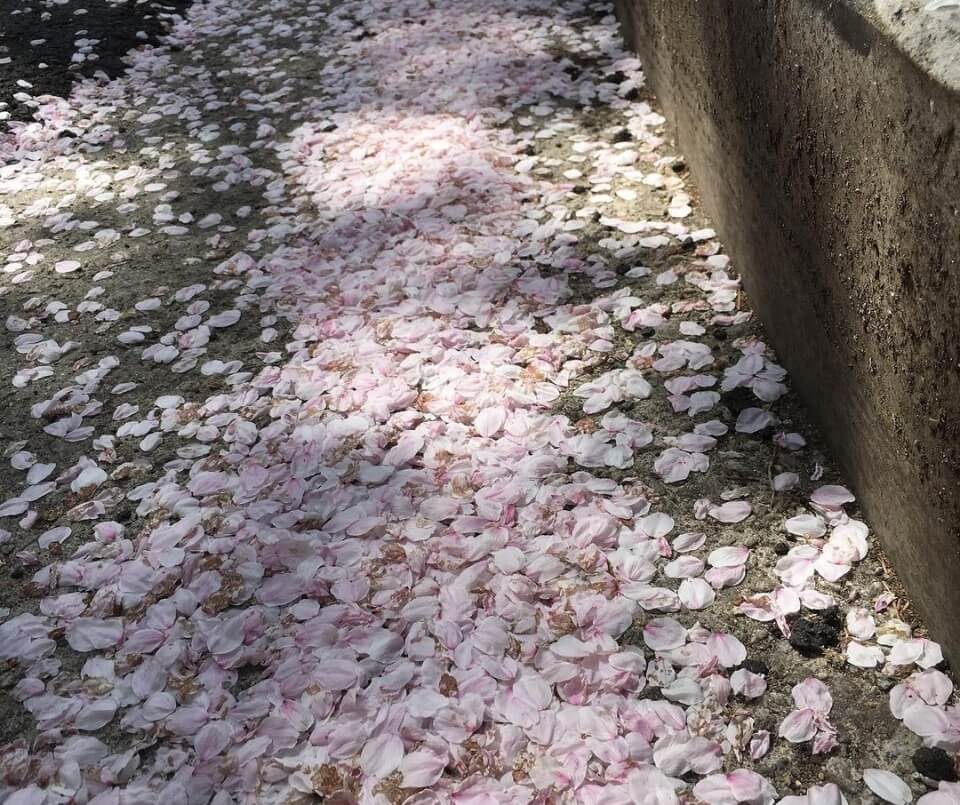 우암산 벚꽃 순환 드라이브 코스 벚꽃 명소 베스트 5 벚꽃시기 만개시기 드라이브 코스