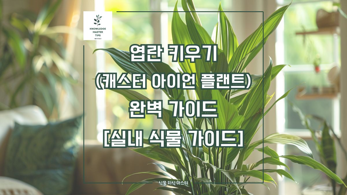 엽란 키우기, 완벽 가이드 [실내 식물 가이드]