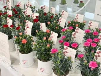 카네이션 화분 키우는 방법 생화 꽃바구니 관리_9