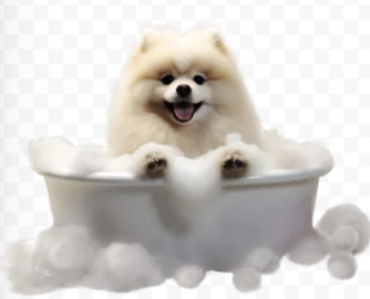 포메라니안/출처:어도비스톡