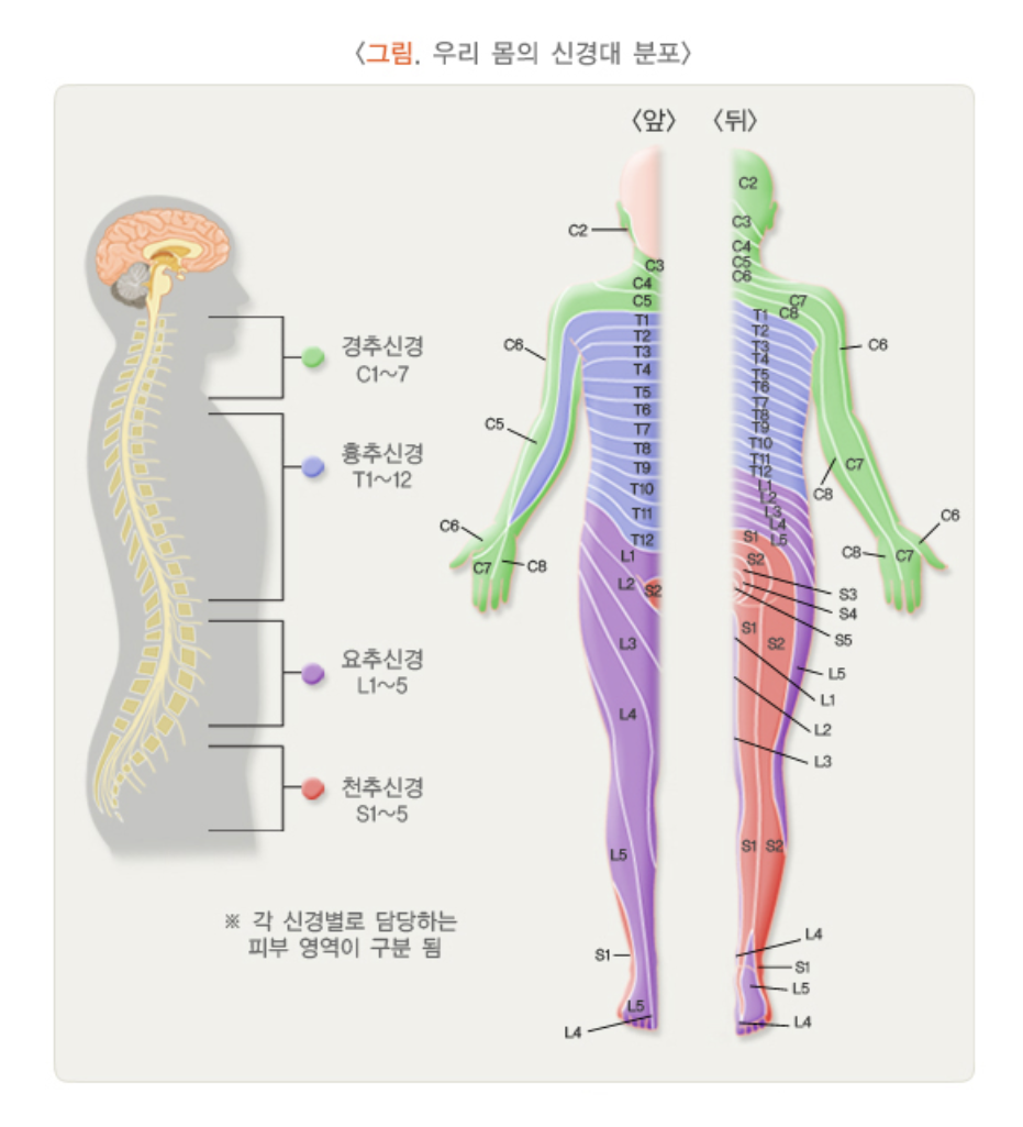 우리 몸의 신경대 분포