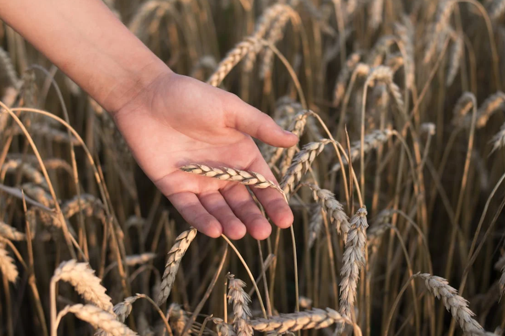 스펠트밀_SPELT_3