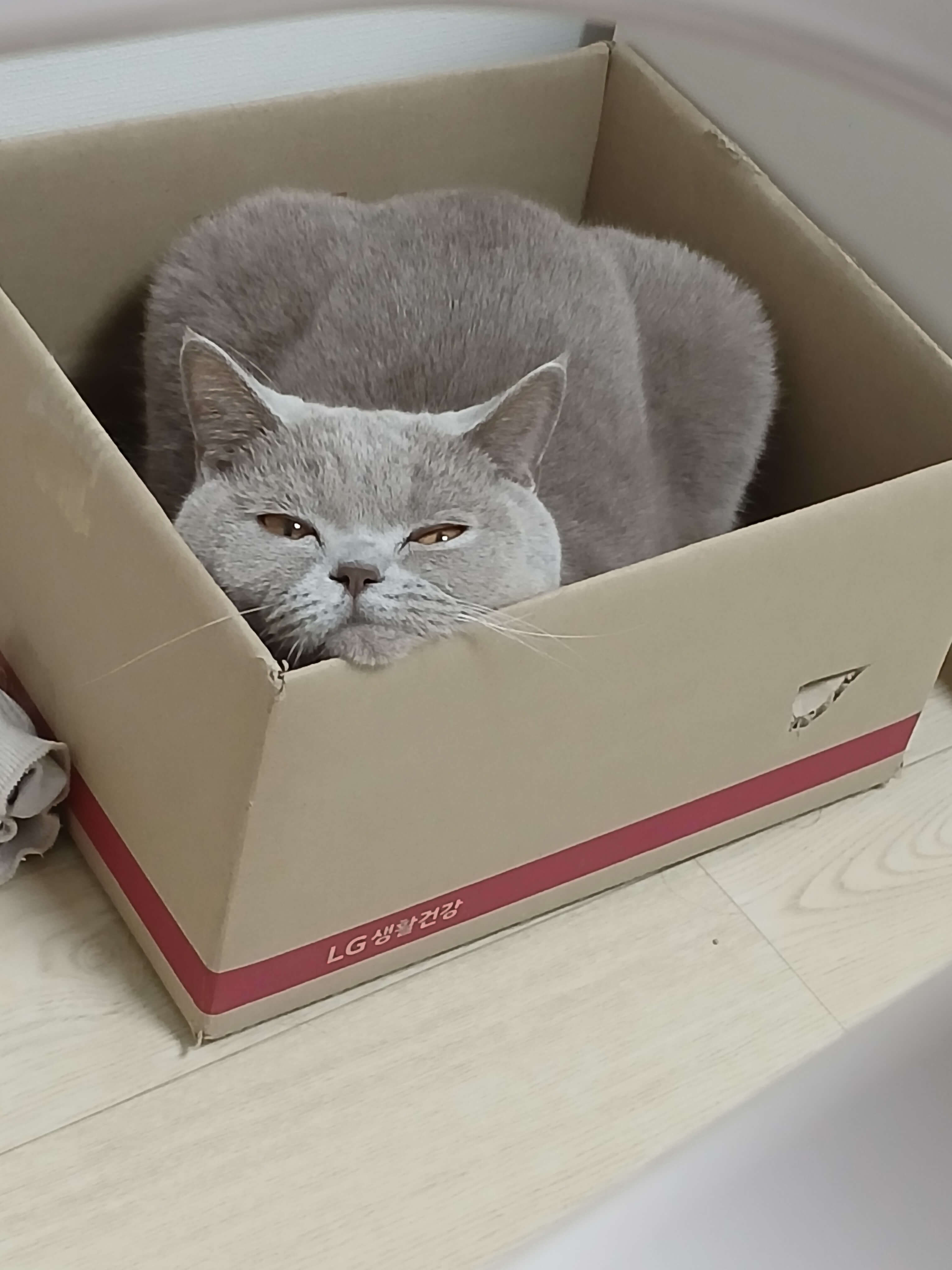 택배 박스를 이용한 누니의 아지트