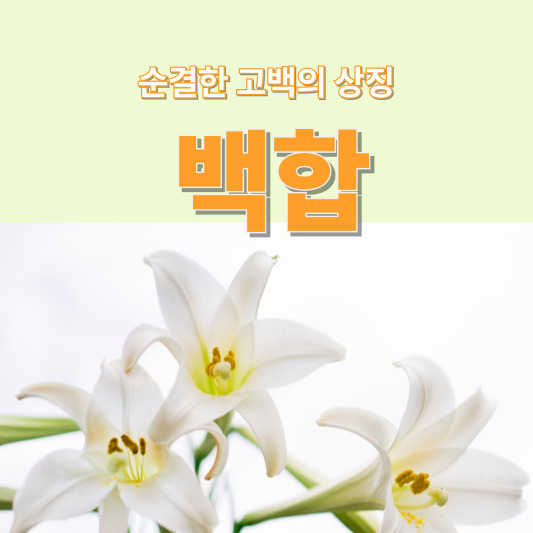 백합 이야기 - 꽃말, 이름 유래, 특징, 재배 방법, 개화 시기, 효능 및 주의사항