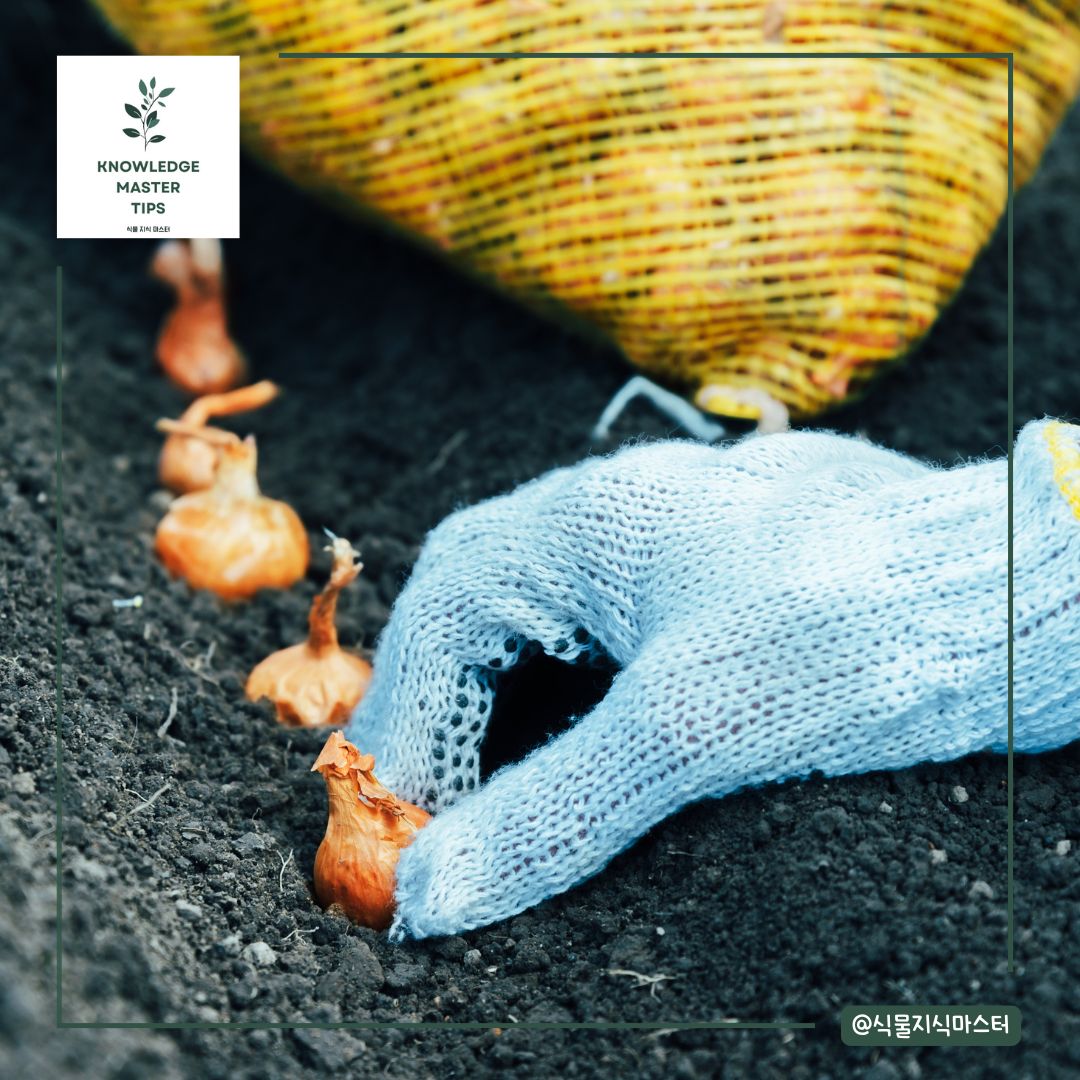 양파를 심는 시기