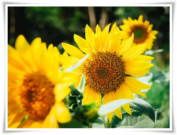 여름의 상징 희망과 사랑의 꽃 "해바라기"