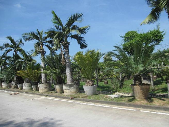 트립닷컴 태국 세일