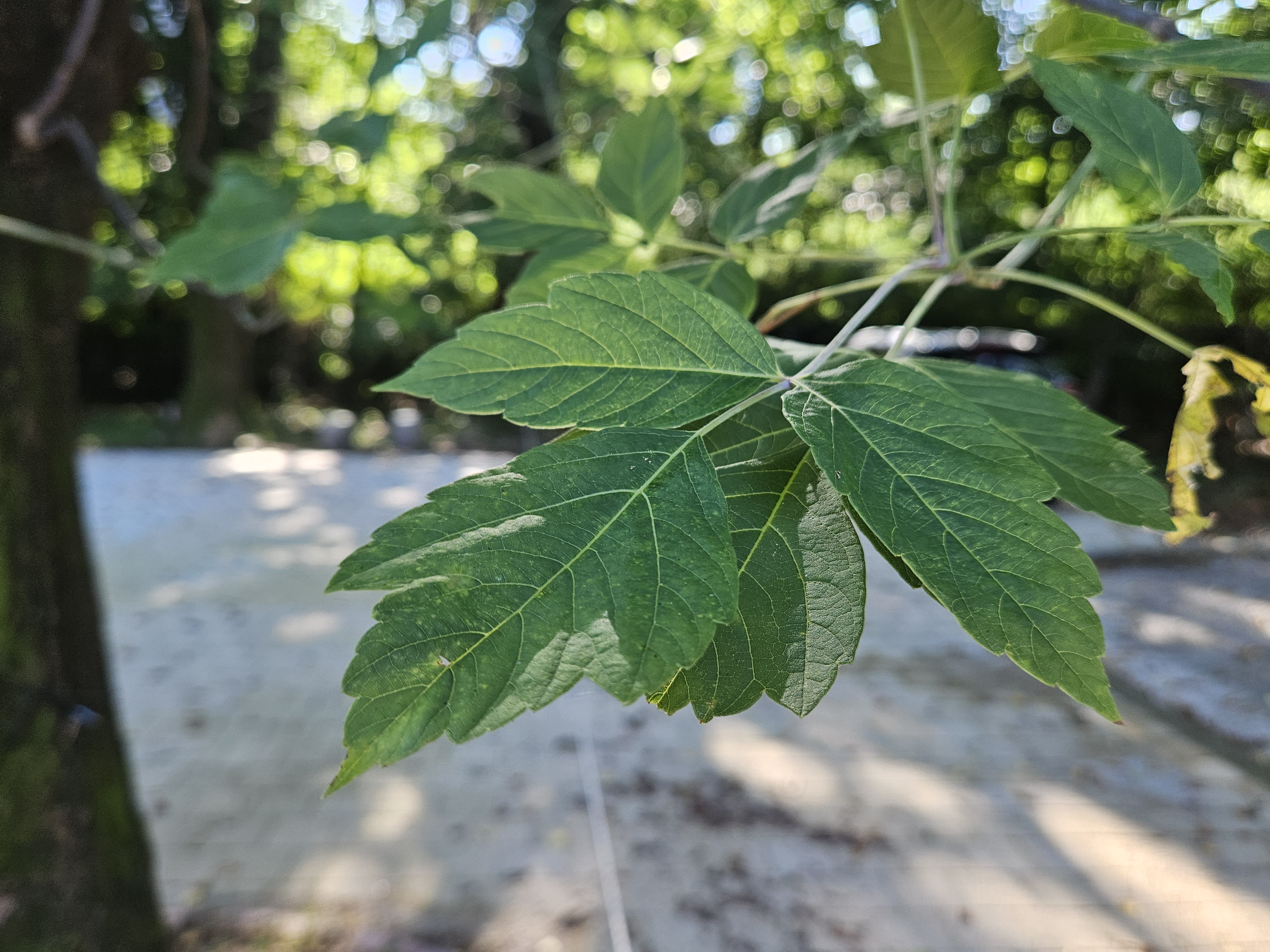 네군도단풍 잎1