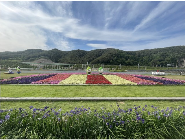 하동양귀비-축제-사진