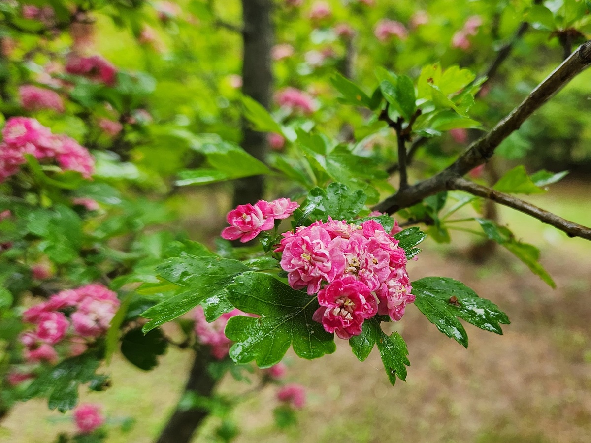 홍화산사나무(서양산사나무)