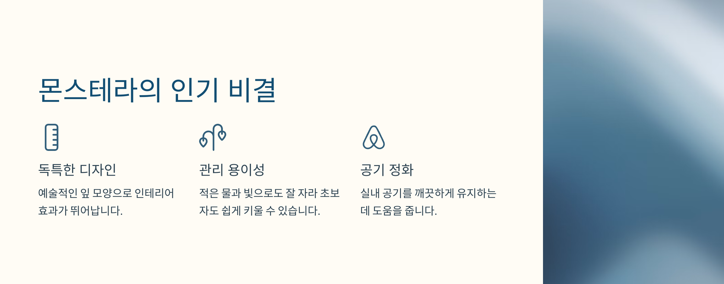 몬스테라 사진