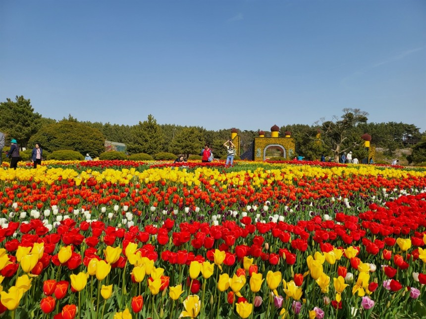 태안 튤립축제