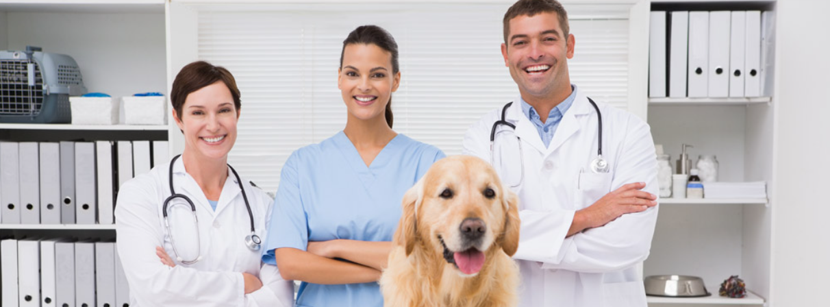 ▲ 강아지 PSS 증상부터 치료까지