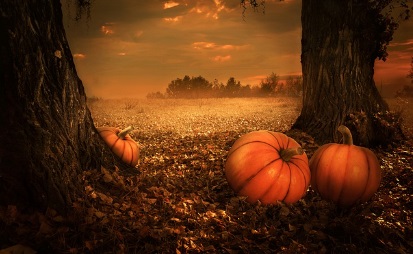 할로윈데이 축제행사 가볼만한 곳