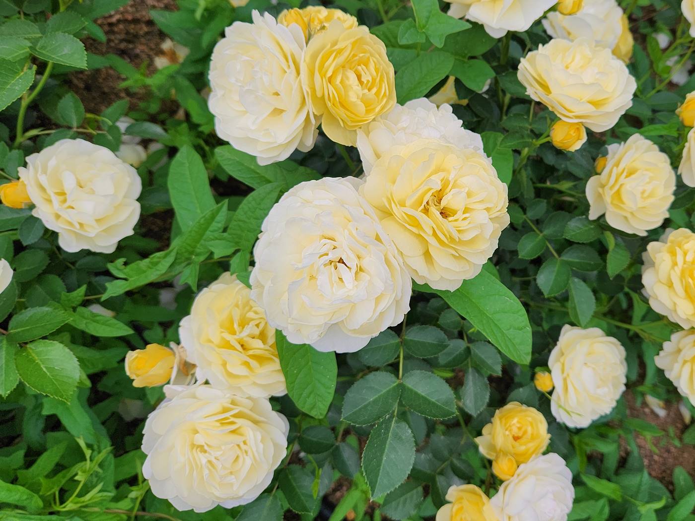 장미 골든보더 Golden Border