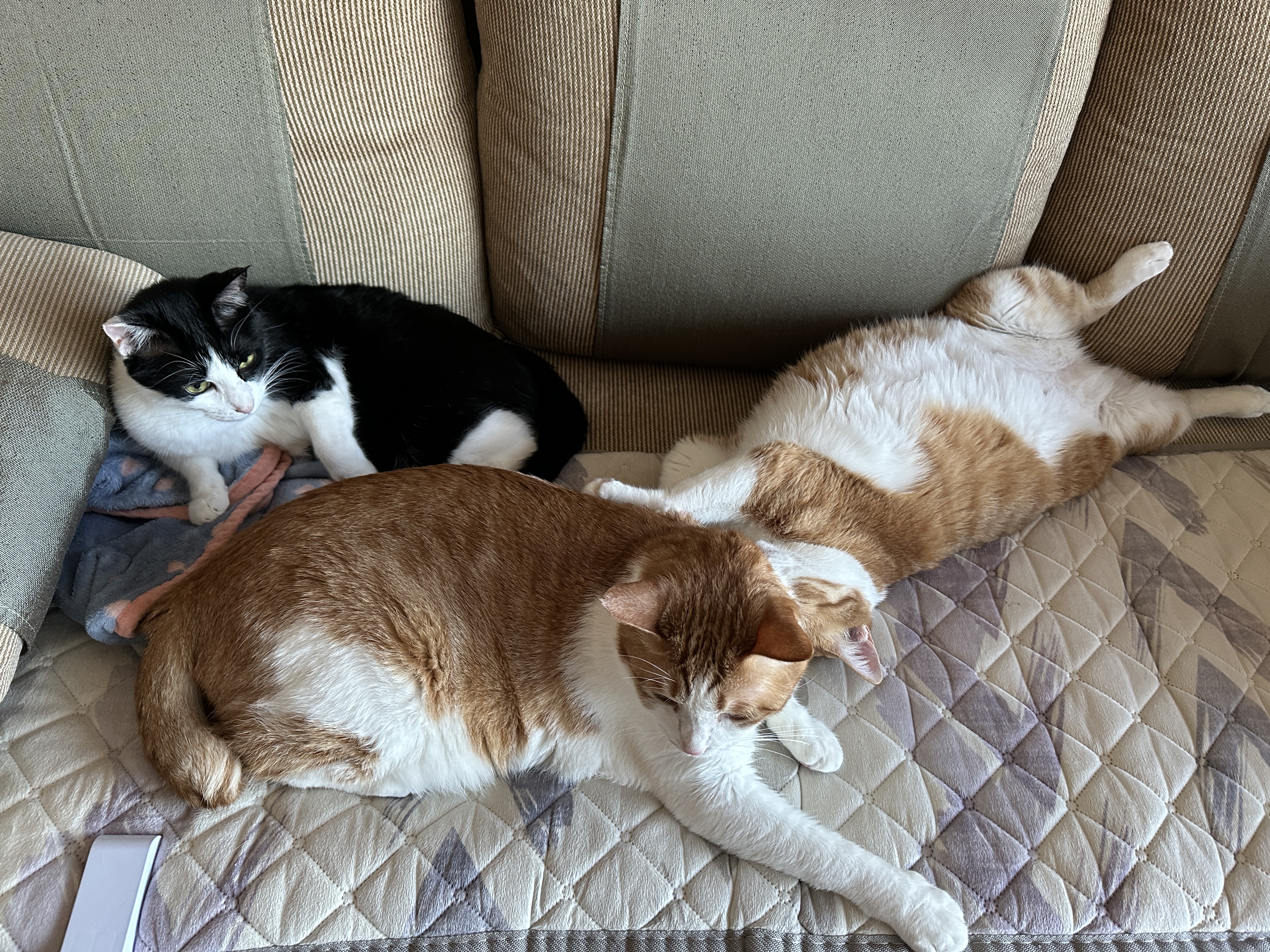 소파_전기장판_위_고양이들_젖소냥이_두리_치즈냥이_호야와_치즈냥이_막둥이