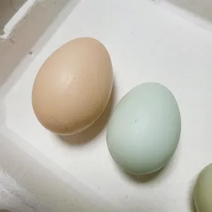 청란-효능-먹는방법-색깔비교