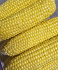 꽉찬에코옥수수