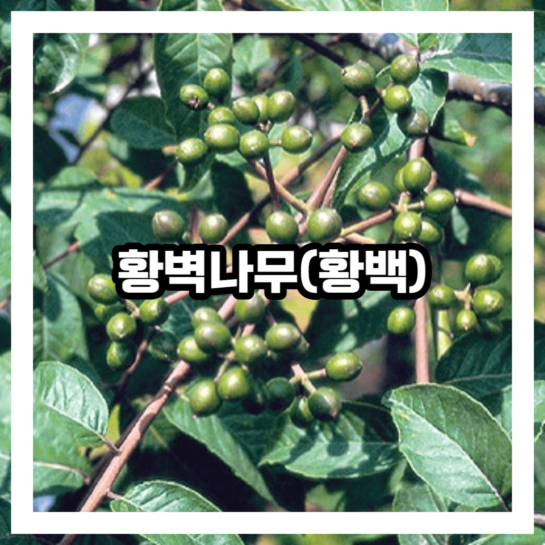 황벽나무 생김새 및 특징 성분 효능 효과 채취법 이용법 총정리