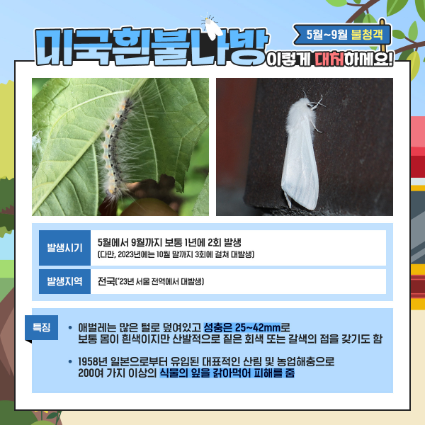 미국흰불나방 대처방법 및 위험한 이유