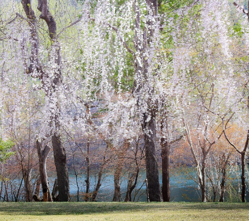 봄꽃 기차여행 (벚꽃기차)코스 및 금액 정리