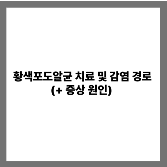 황색포도알균 치료 및 감염 경로 (+ 증상 원인)