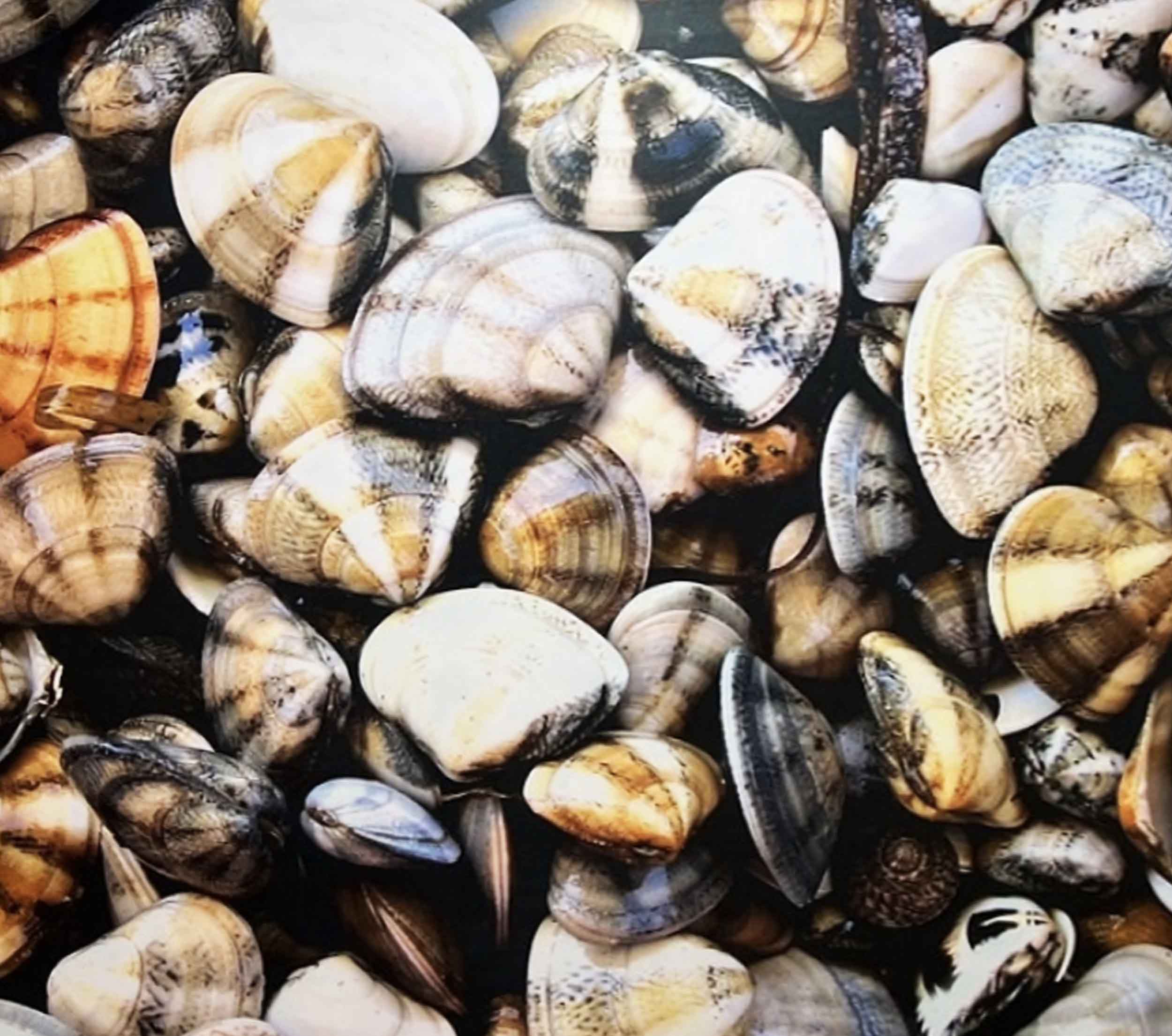 양양 맛집 양양째복