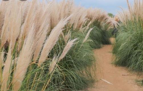 가을에 꼭 가야 하는 억새 명소